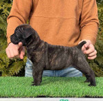 Cane Corso Puppies For Adoption