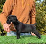 Cane Corso Puppies For Adoption