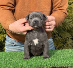 Cane Corso Puppies For Adoption