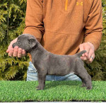 Cane Corso Puppies For Adoption