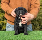Cane Corso Puppies For Adoption