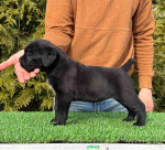 Cane Corso Puppies For Adoption