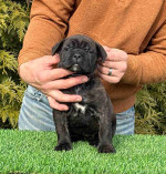 Cane Corso Puppies For Adoption