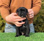 Cane Corso Puppies For Adoption