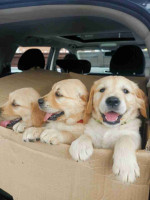 Golden Retriever Puppies for Caring Home
