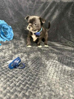 This baby poco 8 weeks old ready for adoption