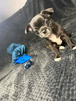 This baby poco 8 weeks old ready for adoption