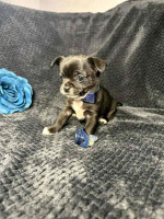 This baby poco 8 weeks old ready for adoption