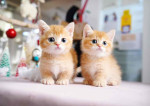 Meet baby Alien and Kasper for adoption very friendly with kids and other pets ❤️🥰❤️