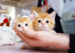 Meet baby Alien and Kasper for adoption very friendly with kids and other pets ❤️🥰❤️