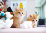 Meet baby Alien and Kasper for adoption very friendly with kids and other pets ❤️🥰❤️