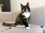 Mainecoons kittens for adoption and rehoming