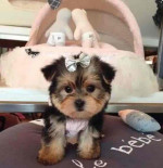 Yorkie puppies for adoption