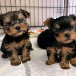 Yorkie puppies for adoption