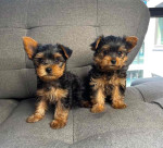 Yorkie puppies