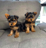 Yorkie puppies