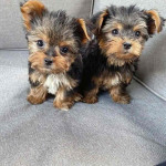 Yorkie puppies