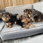 Yorkie puppies