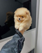 Pomeranian
