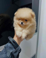 Pomeranian