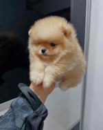 Pomeranian