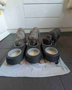 beautiful gray Cane Corso puppies