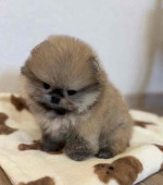 Available for adoption