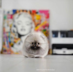 Teacup Pomeranian puppies for adoption