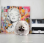 Teacup Pomeranian puppies for adoption