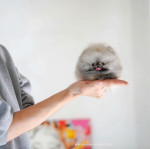 Teacup Pomeranian puppies for adoption