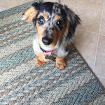 Name:Lucy