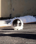 Teacup Pomeranian puppies for rehoming