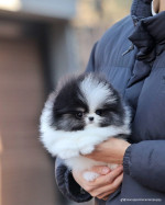 Teacup Pomeranian puppies for rehoming