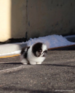 Teacup Pomeranian puppies for rehoming