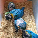 Beautiful macaws parrots