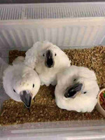 Beautiful macaws parrots