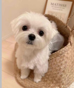 Adorable Maltese puppies for adoption