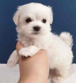Adorable Maltese puppies for adoption