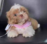Baby Lola is now available for adoption for an affordable price