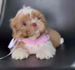 Baby Lola is now available for adoption for an affordable price