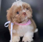 Baby Lola is now available for adoption for an affordable price