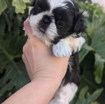 Male 9 weeks old ready for adoption now