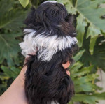 Male 9 weeks old ready for adoption now