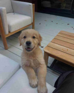 Golden retriever puppies available