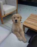Golden retriever puppies available