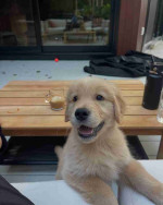 Golden retriever puppies available