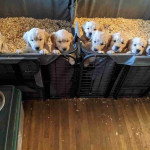 Puppies available for adoption