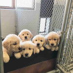 Puppies available for adoption