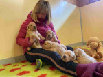 Golden retriever puppies for adoption