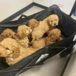 Golden doodle puppies for rehoming and adoption